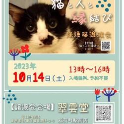 ★ 猫の譲渡会 in 稲荷町 ★