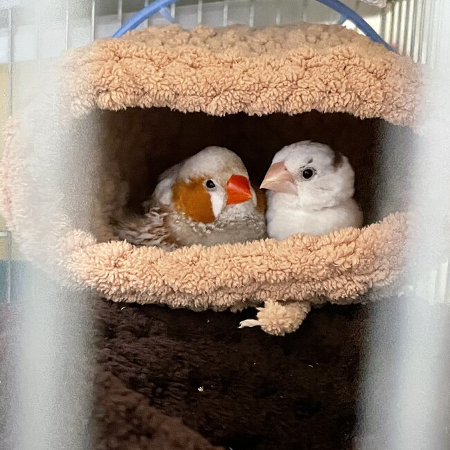 bunchohinanoのカバー写真