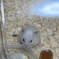 恥ずかしがり屋のハムちゃんです