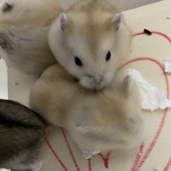 ケチャ次郎のカバー写真
