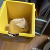 8月31日産まれプディングハムスターの男の子 サムネイル2
