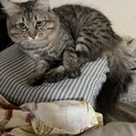 もふもふで甘えたな3歳の男の子