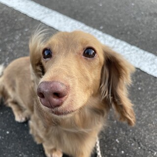 推定10歳　ミニチュアダックスフンド　女の子