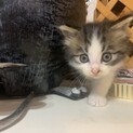 生まれて3週目の白黒子ニャンコです