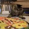 人慣れ抜群な長毛猫さん　ツナ サムネイル2
