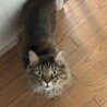 人慣れ抜群な長毛猫さん　ツナ サムネイル3