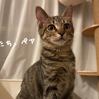 抱っこおねだりゴロゴロのペアちゃん5カ月♀