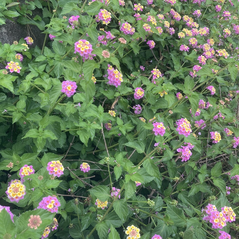 灯音ちゃんのカバー写真