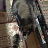 ランとノアの大きさの違い　笑
