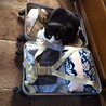 僕も連れてって
