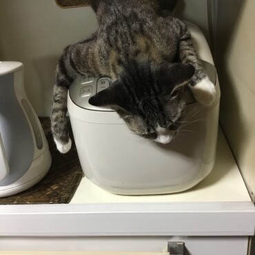 炊飯器の守り神