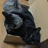 ちょっとキツイからどいてくれないかなー