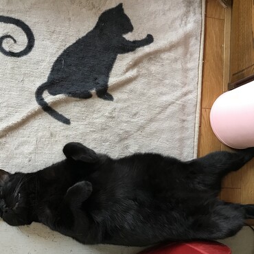 どっちだかわかる？