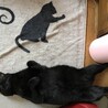 どっちだかわかる？