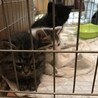 保護された時だよ　3匹兄弟だったんだー