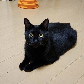 足元スリスリスリ＆ヘソ天ゴロゴロな男の子