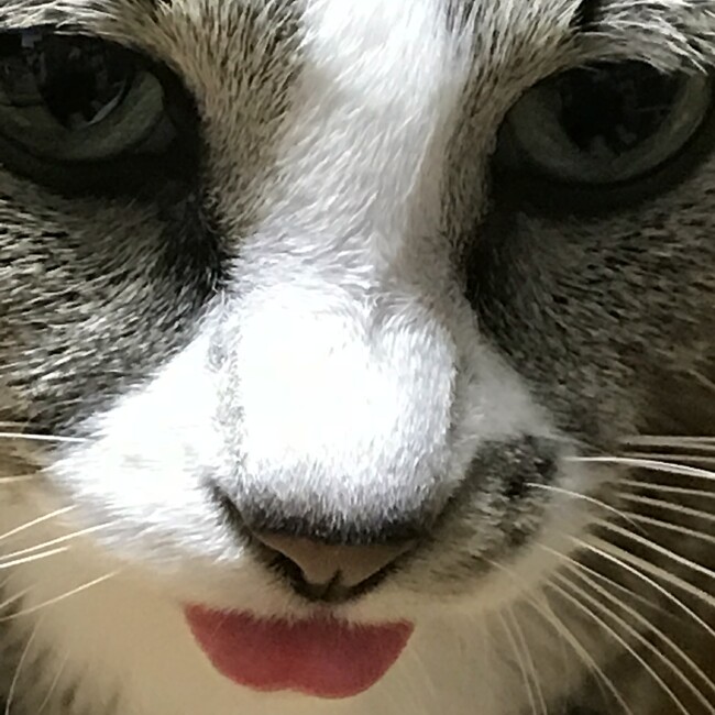 ドL(ドエル)のカバー写真