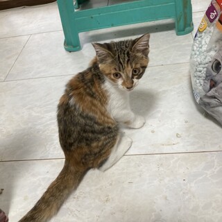 可愛い三毛の女の子かのこちゃん