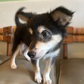シェルティの子犬っぽい3ヶ月