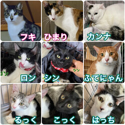 にゃん☆ぴーす猫の譲渡会【都賀･アトリエTOM】 サムネイル2