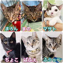 にゃん☆ぴーす猫の譲渡会【都賀･アトリエTOM】 サムネイル3