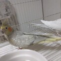 オカメインコ （ペア）2才里親募集