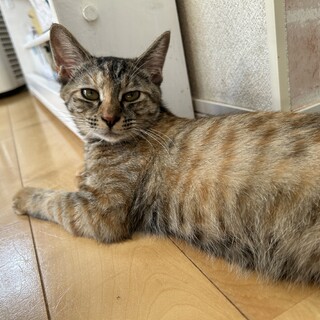 麦わら柄の可愛いラニ♀