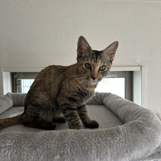 麦わら柄オリ♀