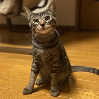 子猫おっとり女の子♡ふーちゃん