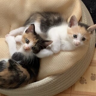 元気いっぱい三毛猫