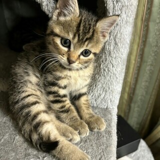 とにかく可愛いキジトラの女の子　ポポロン