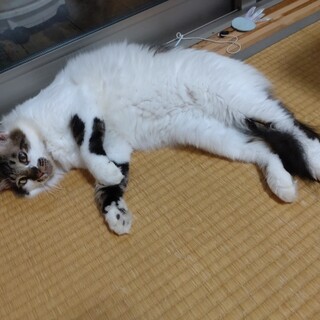 ふわふわ長毛の白キジ、ぼくの名前は風雅