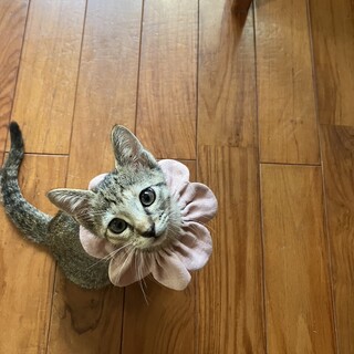 元気なお転婆むすめ