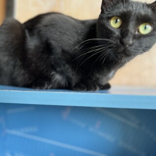 里親様決まりました