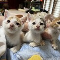 生後2ヶ月の3匹の猫さんの里親にゃん探しております