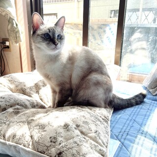 シャムMIX美人猫