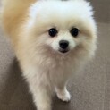 とことこかわいい♡ポメラニアンのポーくん