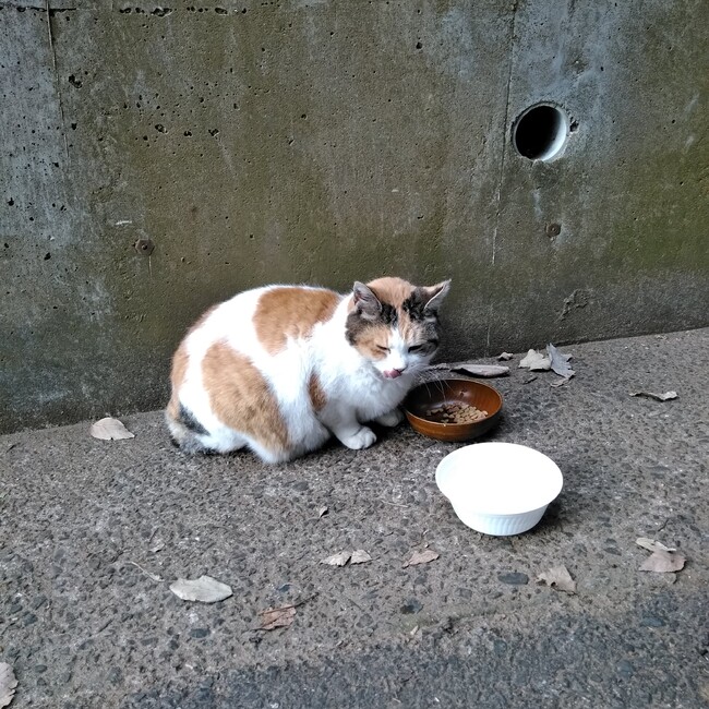 NPO法人ふなばし地域ねこ活動のカバー写真