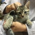 8月14日生まれキジトラ男の子