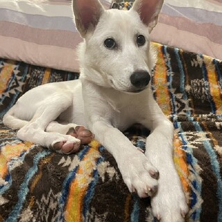 お一方と交渉中♀生後5か月半の杏