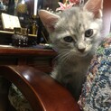 8月14日生まれグレーキジ？トラ？女の子