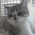 トライアル決定スコティッシュ混じり♂シルバータビー