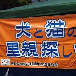 猫の里親探し会 サムネイル2