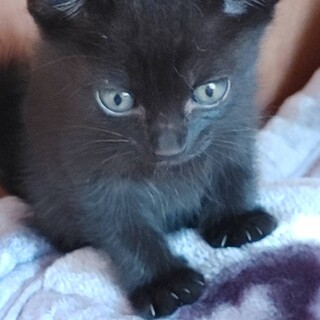 イケメン4兄弟⓸  寝るの大好きのんびり屋