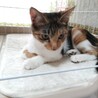 三毛猫みりちゃん サムネイル3