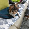 三毛猫みりちゃん サムネイル4