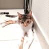 三毛猫みりちゃん サムネイル5