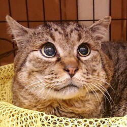 本気の譲渡会 サムネイル3