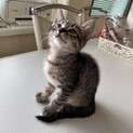 活発な人懐っこい男の子！