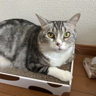 誰にでも懐いちゃう猫ちゃん